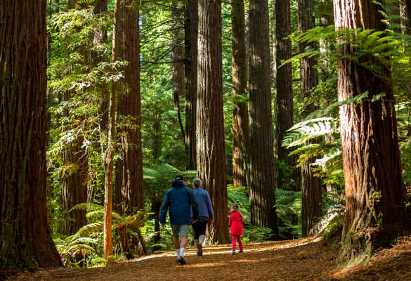 Walking in Te Whakarewarewa Forest in the heart of Rotorua